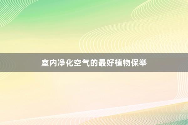室内净化空气的最好植物保举